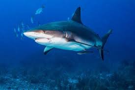 Shark Fins